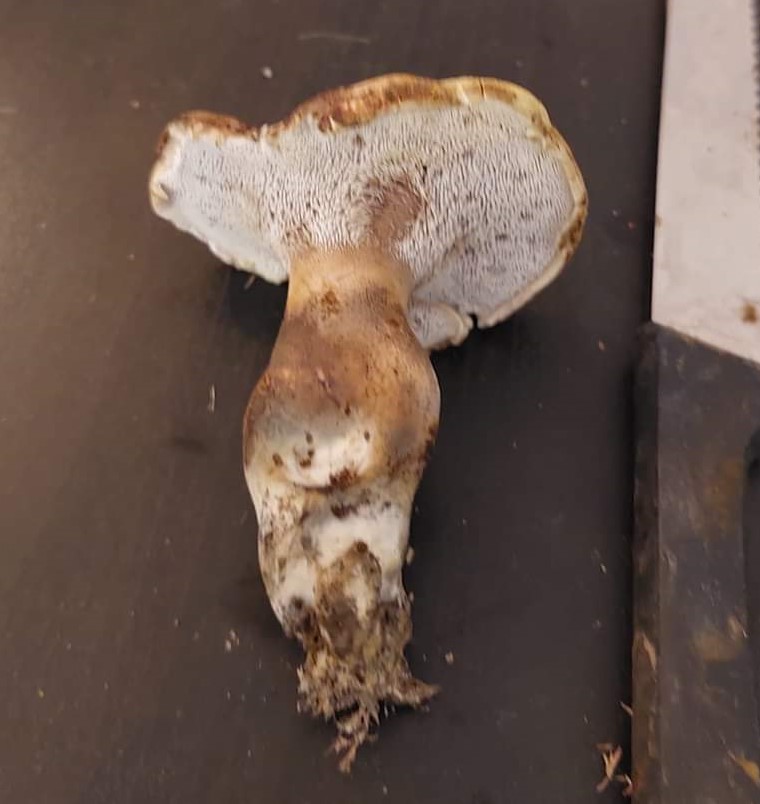 Hydnellum amygdaliolens / Sarcodon amygdaliolens